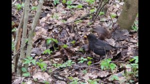 Птицы в Измайловском парке весна 2026.mp4