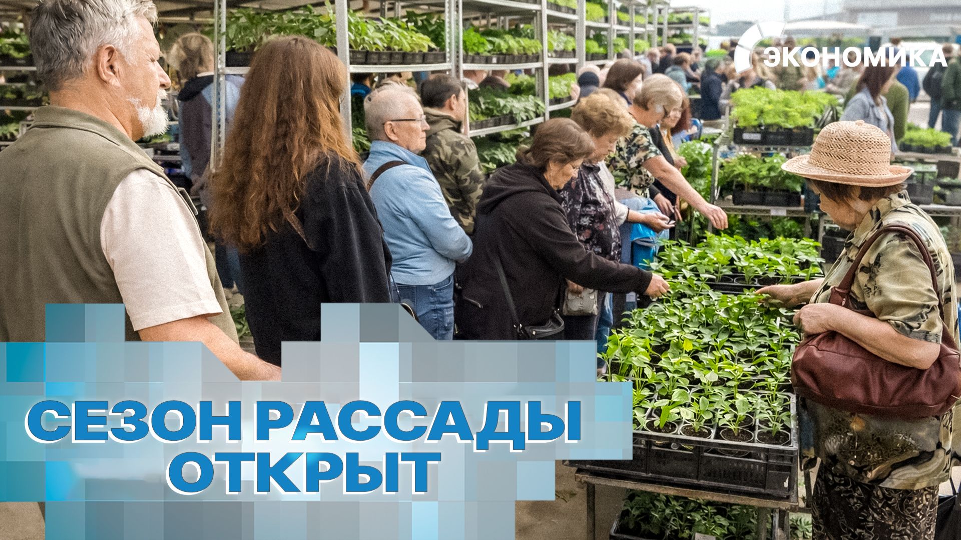 Россияне массово закупают семена и рассаду. На какие овощи вырос спрос в 2026 году? | Вместе выгодно