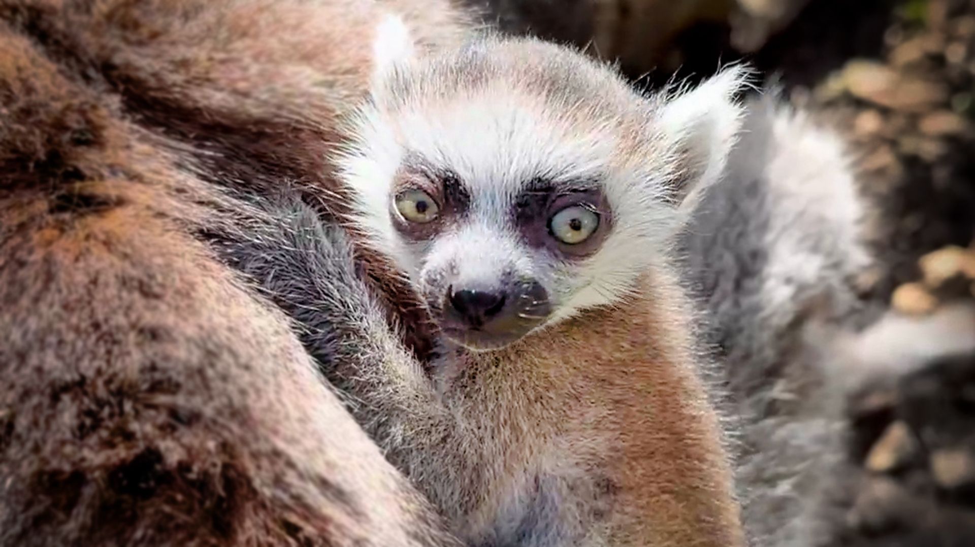 СУТОЧНЫЕ малыши лемурчики - что-то невероятное! Мы снова 