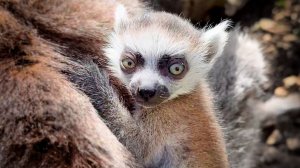 СУТОЧНЫЕ малыши лемурчики - что-то невероятное! Мы снова "ЗАСТАВЛЯЕМ" Рокки чесать ему спину!