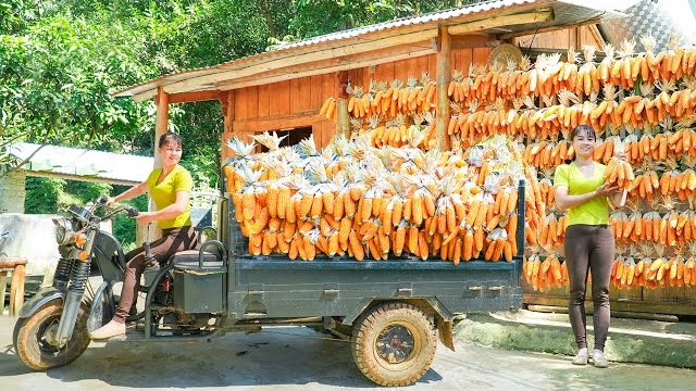 Собираю урожай кукурузы на ферме для корма животным. Фуонг. Вьетнам