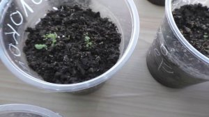 Рассада цветов многолетников на 19 апреля