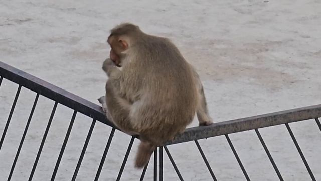 Где мой муж деньги прячет_ Надо жаловаться премьер министу Индии Моди_ Провожаем Инну. (1)