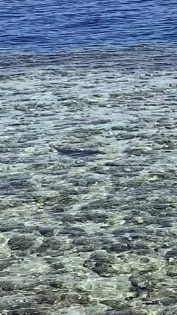 Манта в Красном море