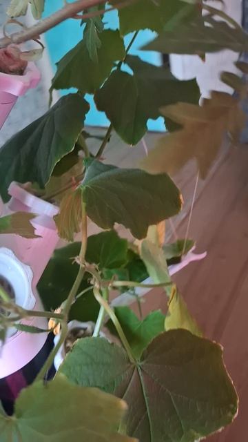 ГИДРОПОНИКА, УЧУСЬ