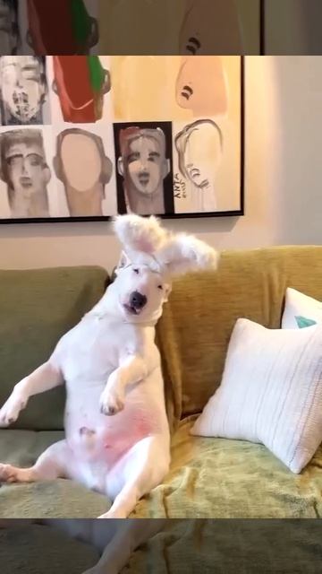 НАШИ ЖИВОТНЫЕ. 20.04.2026г. 🥰🥰🥰 Они для нас СТРАНИЦА В ЖИЗНИ, а мы для них И ЕСТЬ ВСЯ ЖИЗНЬ! 🤥🤗