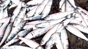 #Селёдка, подошла к берегам #Сахалина.