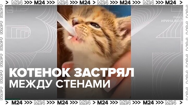 На северо-западе Москвы спасли котенка, застрявшего между стенами в отделе МВД - Москва 24