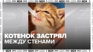 На северо-западе Москвы спасли котенка, застрявшего между стенами в отделе МВД - Москва 24