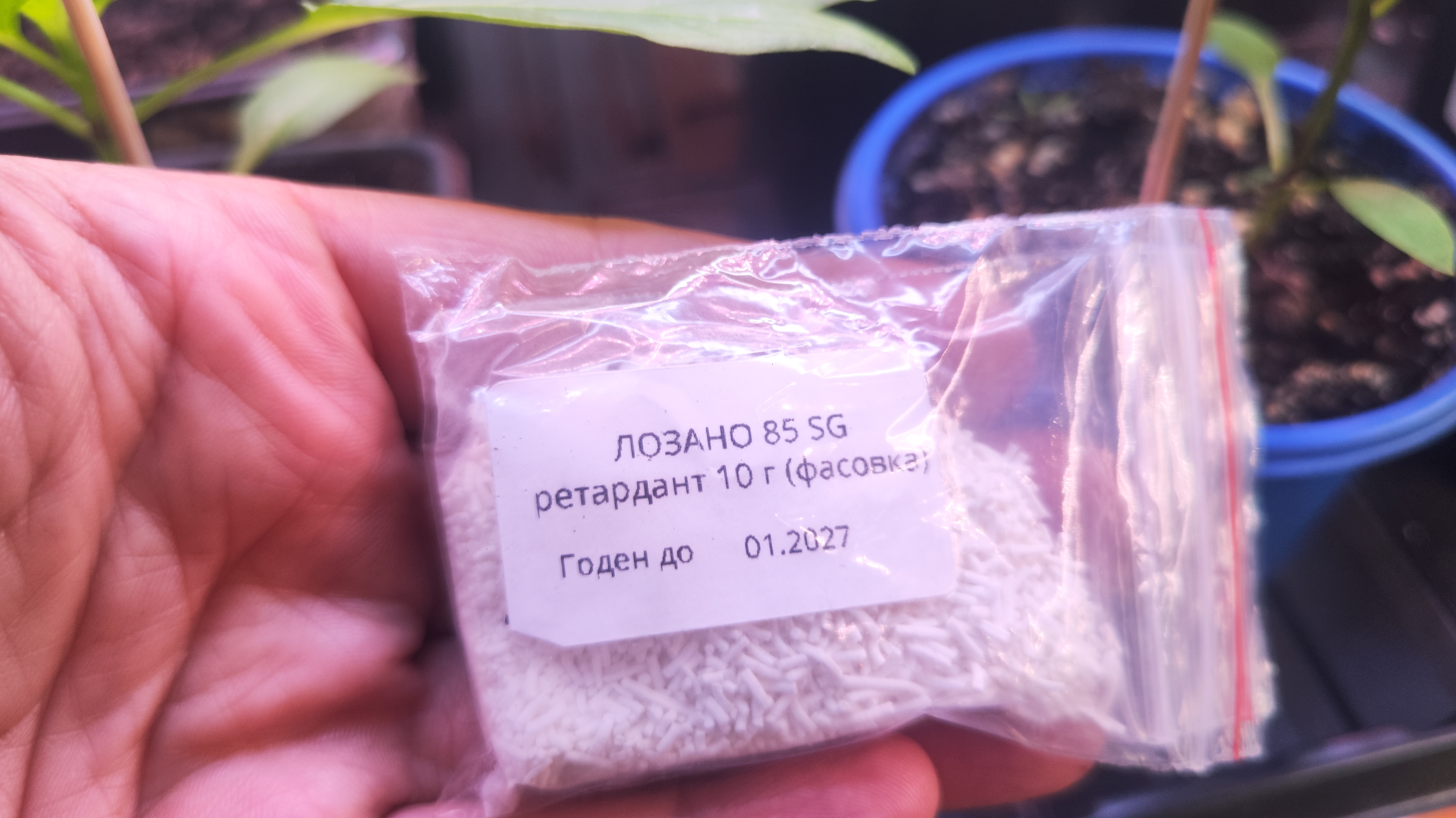 Ретордант Лозано 85 Sg,(регулятор роста растений). Мой опыт использования на рассаде перца и томатов