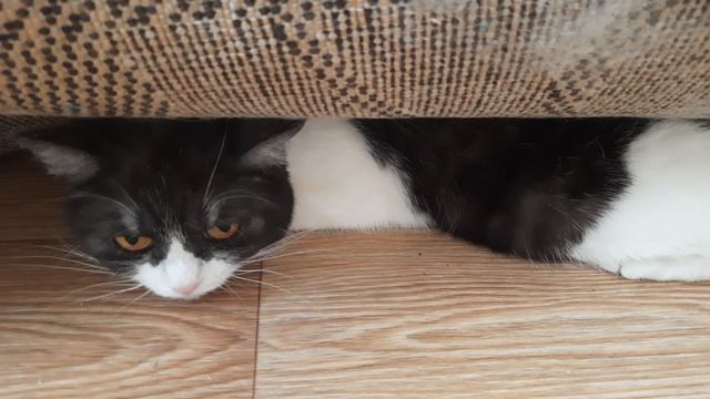 Бетти под ковриком 19-04-2026