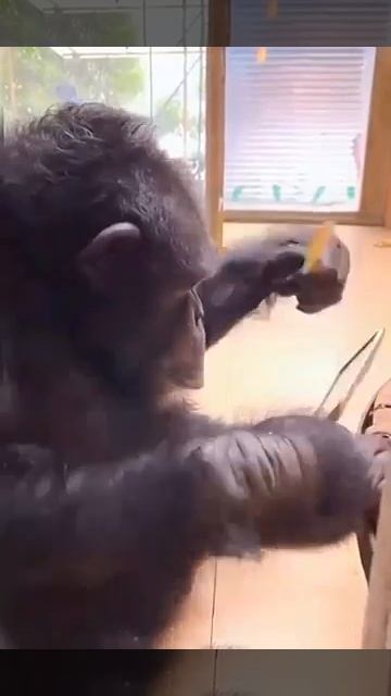 Клип @meowtaverse