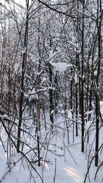 Зима в парке. 2026 г.