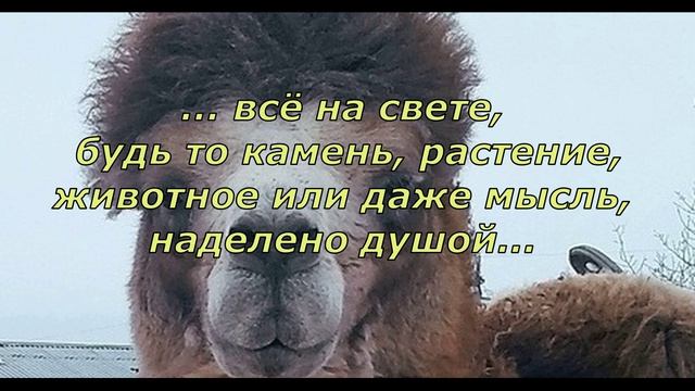 П. Коэльо. Об источниках знаний. Алхимик. Фрагмент 10 из 23