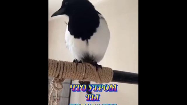 Single Bandicam 2025-04-14 16-20-50-381