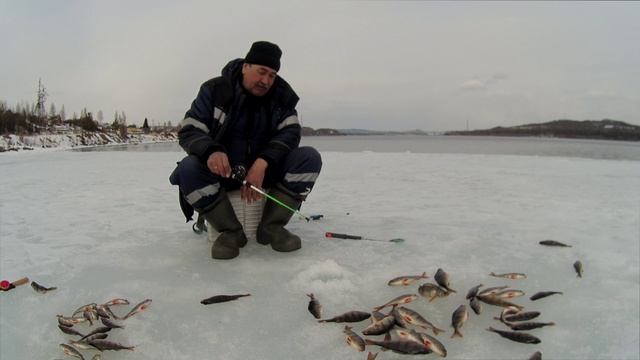 Ох как много рыбы