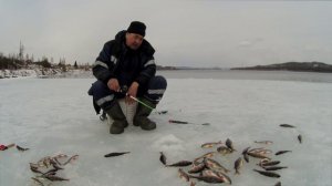 Ох как много рыбы