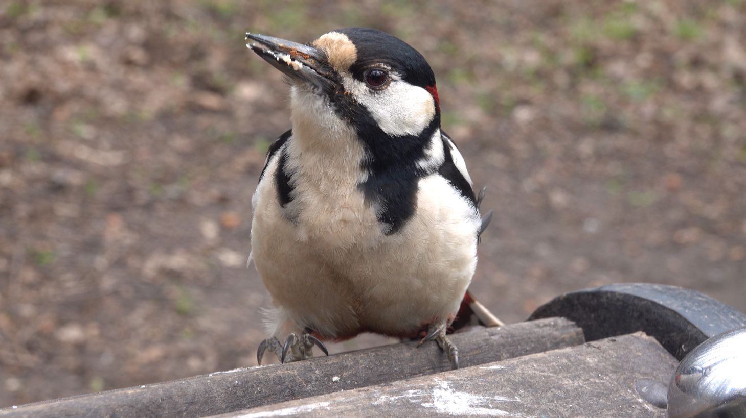 Птички и белки. Зарисовка