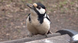 Птички и белки. Зарисовка