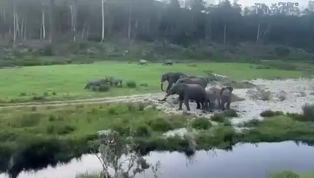 Носороги vs слоны