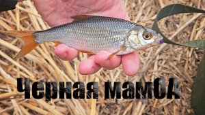 Как поймать "бель" на "Черная Мамба" - мормышинг 4К