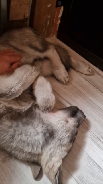 Сон час у Велечки💤 #русскийвольфхунд #собаки #щенки # животные #новоевидео #интересное #любимцы