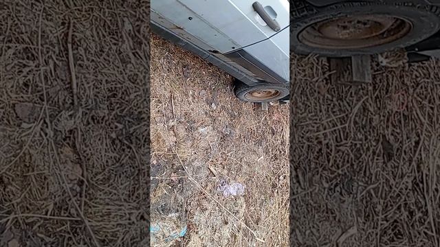 поиски муравьёв