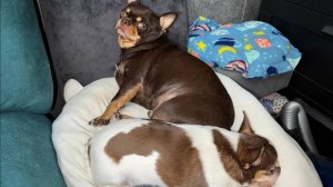 Доброго всем вечера и самой спокойной ночи.