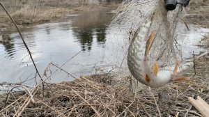 За огород с хапугами на деревенскую речку.
