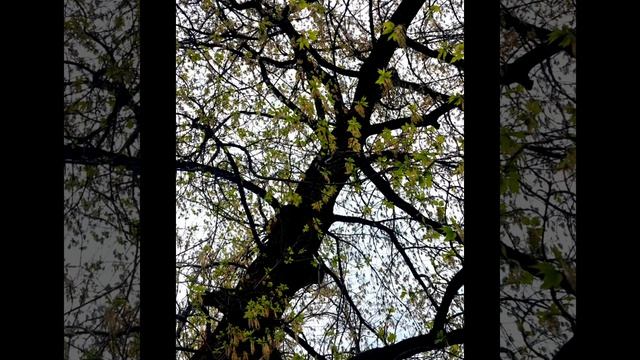 Весенний альбом