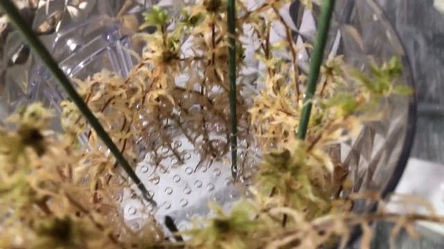 Пересадка орхидеи в кашпо на стену, очень красиво получилось😍