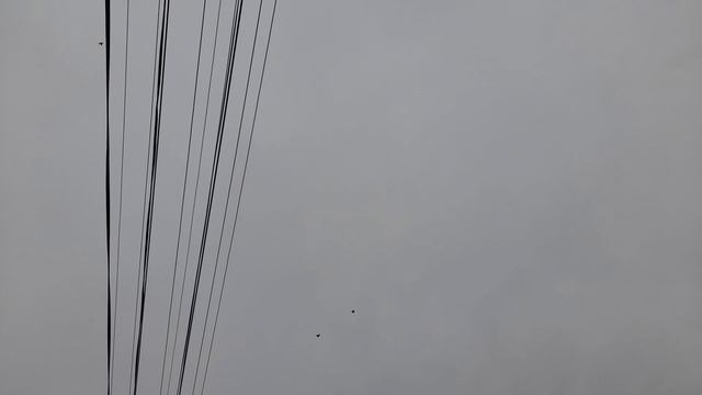 Николаевские голуби 19.04.2026 г