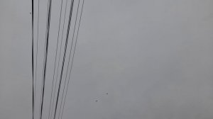 Николаевские голуби 19.04.2026 г