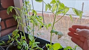 что с рассадой ?сею томаты заново!19.04.26