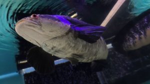 Змееголов императорский. Рыба, которая умеет дышать воздухом. Грозный красавец. Москвариум 2026