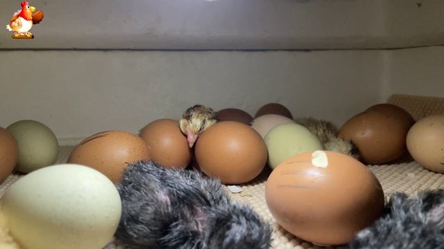 Мы снимали инкубатор 7 часов ночью… и дождались чуда (6)