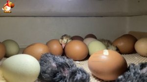 Мы снимали инкубатор 7 часов ночью… и дождались чуда (6)