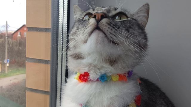 Реклама от K1so4kИ_RBXo4kИ #котик #реклама #длякаждогокотаиликошки #украшение #красавчик