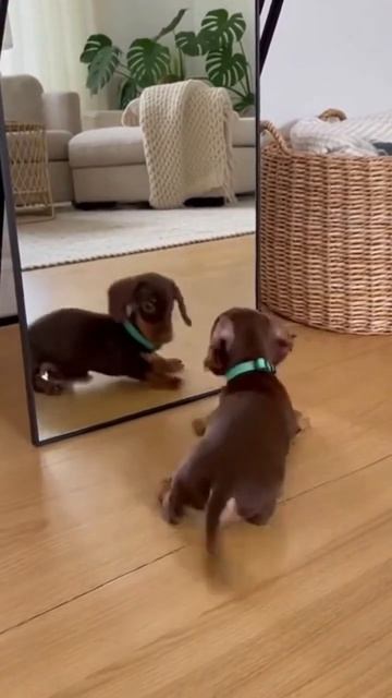 НАШИ ЖИВОТНЫЕ. 20.04.2026г. 🥰🥰🥰 Они для нас СТРАНИЦА В ЖИЗНИ, а мы для них И ЕСТЬ ВСЯ ЖИЗНЬ! 🤥🤗