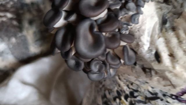 Грибочки растут