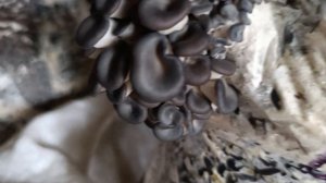 Грибочки растут