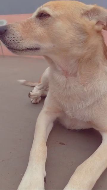  tiktok shorts dog food