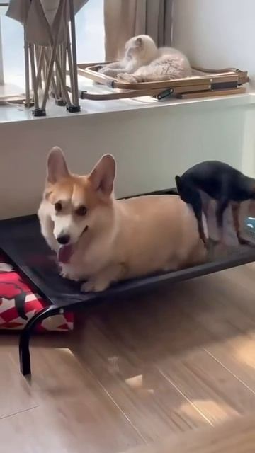 НАШИ ЖИВОТНЫЕ. 20.04.2026г. 🥰🥰🥰 Они для нас СТРАНИЦА В ЖИЗНИ, а мы для них И ЕСТЬ ВСЯ ЖИЗНЬ! 🤥🤗