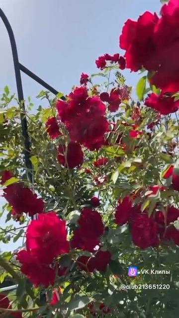 Ради этого стоит жить!