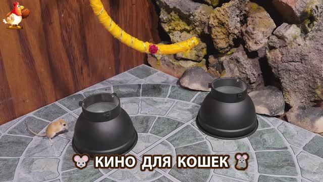 Видео для кошек про крысок развлекать питомцев 🐭🐀😂 (505)