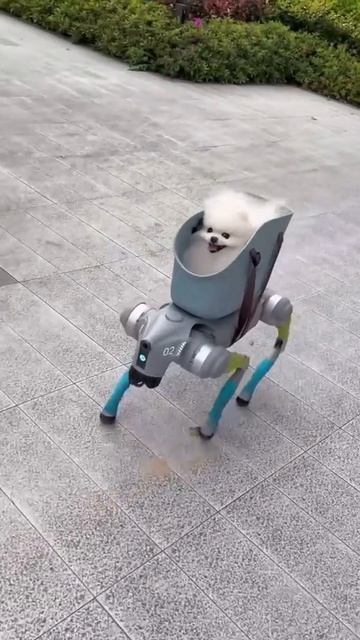 В Китае для выгула питомцев начали использовать робо-собак