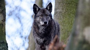 какой-то стрим, наверное общение?