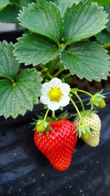 Красная клубника и цветок: секреты роста #клубника #садоводство #растения
