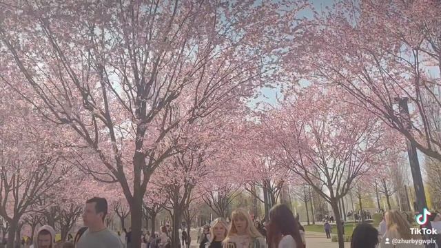 Автор: Елена Лаптева- Журбий 