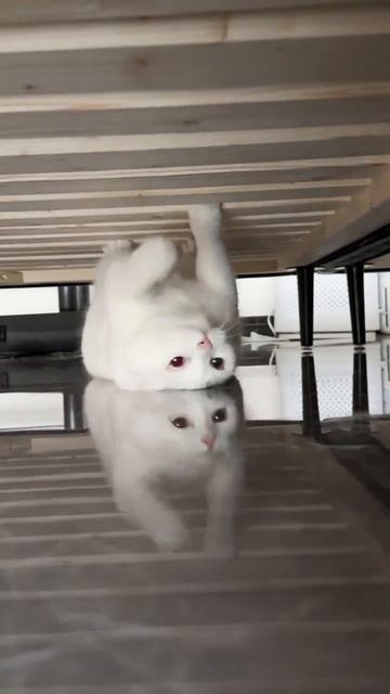 КОТИЧКА МИЛЫЙ